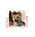 可愛い柴犬「桜」の動くスタンプ（日常）1（個別スタンプ：10）