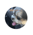 可愛い子犬のここちゃん（個別スタンプ：4）