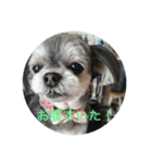 可愛い子犬のここちゃん（個別スタンプ：5）