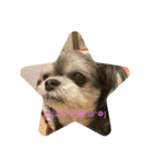 可愛い子犬のここちゃん（個別スタンプ：6）