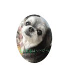 可愛い子犬のここちゃん（個別スタンプ：8）