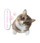 たぬきのふうちゃん（個別スタンプ：1）