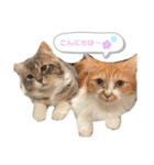 たぬきのふうちゃん（個別スタンプ：3）