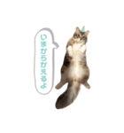 たぬきのふうちゃん（個別スタンプ：4）