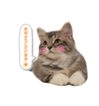 たぬきのふうちゃん（個別スタンプ：5）