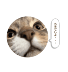 たぬきのふうちゃん（個別スタンプ：7）