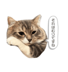 たぬきのふうちゃん（個別スタンプ：8）