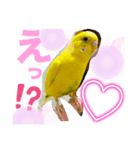 ぴぃこちゃん❤︎（個別スタンプ：1）