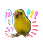 ぴぃこちゃん❤︎（個別スタンプ：2）