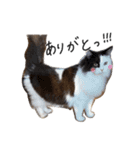 サイベリアンの丸子（個別スタンプ：6）