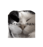 サイベリアンの丸子（個別スタンプ：9）