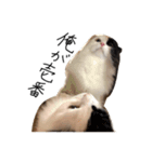 サイベリアンの丸子（個別スタンプ：10）