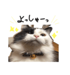 サイベリアンの丸子（個別スタンプ：12）
