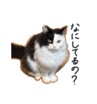サイベリアンの丸子（個別スタンプ：15）