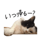 サイベリアンの丸子（個別スタンプ：16）