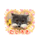 スコティッシュのアラレちゃん（個別スタンプ：4）