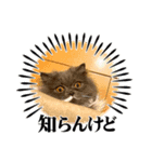 スコティッシュのアラレちゃん（個別スタンプ：6）