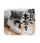 スコティッシュのアラレちゃん（個別スタンプ：7）