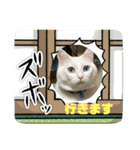 マルとシロのスタンプ（個別スタンプ：2）