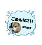 マルとシロのスタンプ（個別スタンプ：3）