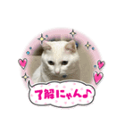マルとシロのスタンプ（個別スタンプ：4）