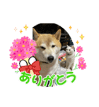 マルとシロのスタンプ（個別スタンプ：5）