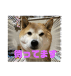 マルとシロのスタンプ（個別スタンプ：8）