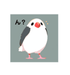 愛くるしい文鳥たち（個別スタンプ：6）