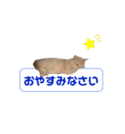 おかきのスタンプ⭐︎（個別スタンプ：2）