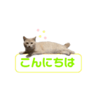 おかきのスタンプ⭐︎（個別スタンプ：3）