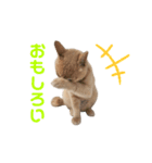 おかきのスタンプ⭐︎（個別スタンプ：15）