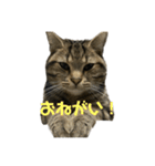 そらスタンプ(2)（個別スタンプ：3）