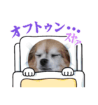 愛犬のモカの日常（個別スタンプ：9）