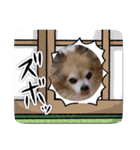 愛犬のモカの日常（個別スタンプ：11）