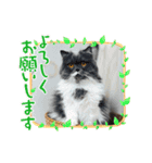 スコティッシュのアラレちゃんスタンプ（個別スタンプ：5）