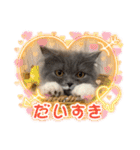 スコティッシュのアラレちゃんスタンプ（個別スタンプ：7）