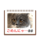 スコティッシュのアラレちゃんスタンプ（個別スタンプ：8）
