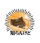 スコティッシュのアラレちゃんスタンプ（個別スタンプ：12）
