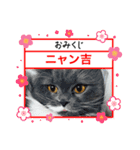 スコティッシュのアラレちゃんスタンプ（個別スタンプ：16）