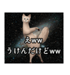 ⚫踊る宇宙猫40匹セット(セリフ付き)（個別スタンプ：3）
