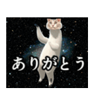 ⚫踊る宇宙猫40匹セット(セリフ付き)（個別スタンプ：13）