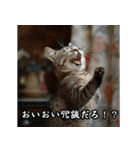 洋画に影響受けた猫（個別スタンプ：20）