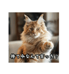 洋画に影響受けた猫（個別スタンプ：24）