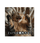 洋画に影響受けた猫（個別スタンプ：28）