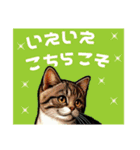 にゃ！スタンプ第二弾 ビジネスと敬語 猫（個別スタンプ：36）