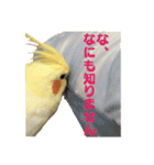 オカメインコひまちゃんの実写版スタンプ！（個別スタンプ：16）