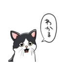 びっくりした猫(ハチワレ)（個別スタンプ：1）