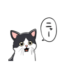 びっくりした猫(ハチワレ)（個別スタンプ：5）