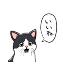 びっくりした猫(ハチワレ)（個別スタンプ：7）