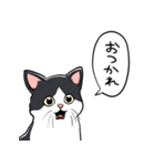 びっくりした猫(ハチワレ)（個別スタンプ：10）
